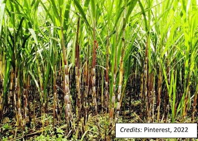 Tubo/ Sugar Cane